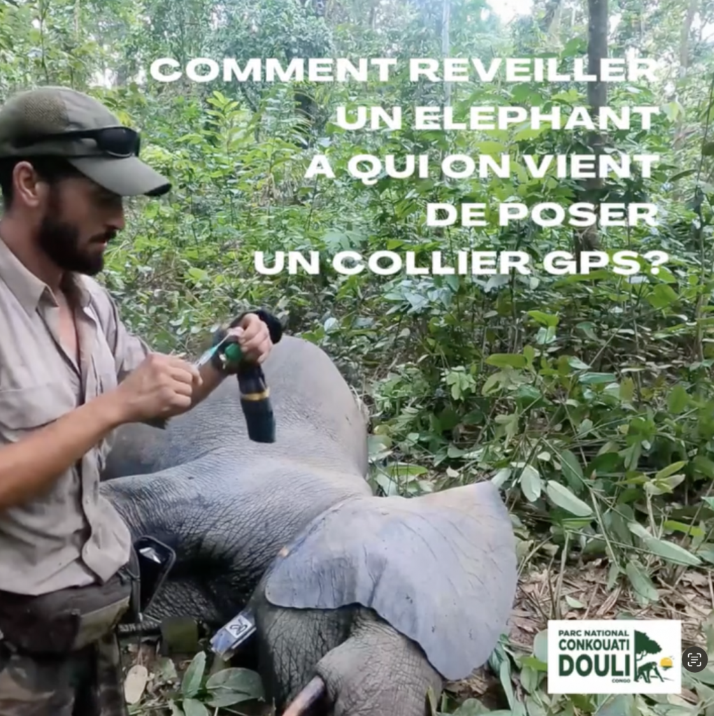 Publication réseaux sociaux  Pose de collier GPS sur éléphants